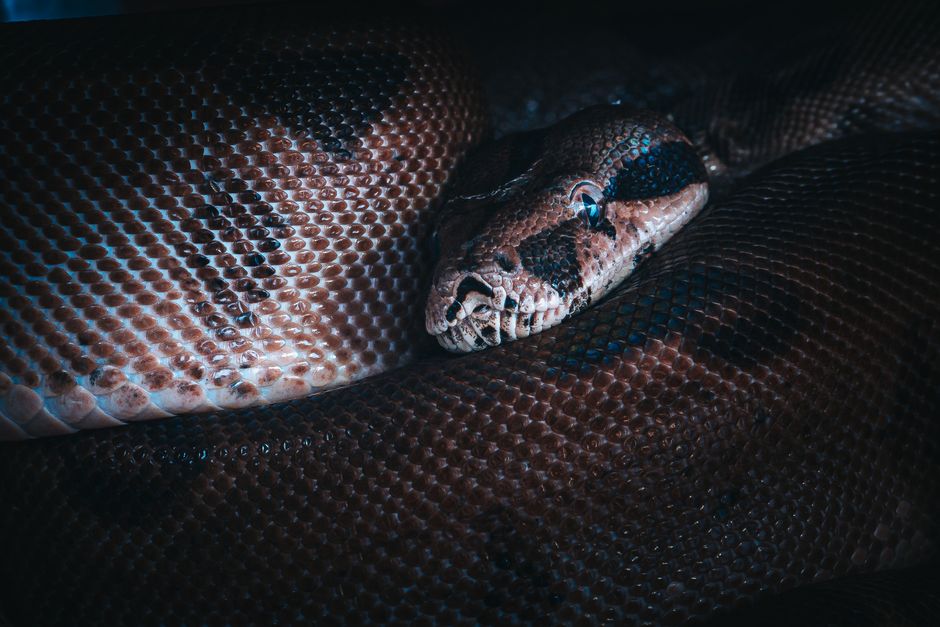 FastAPI Python REST API