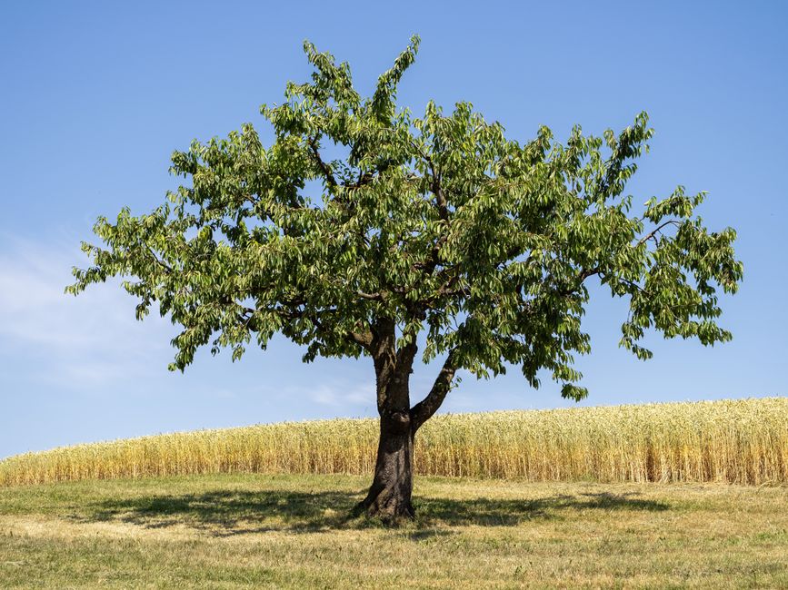 binary tree algorithm