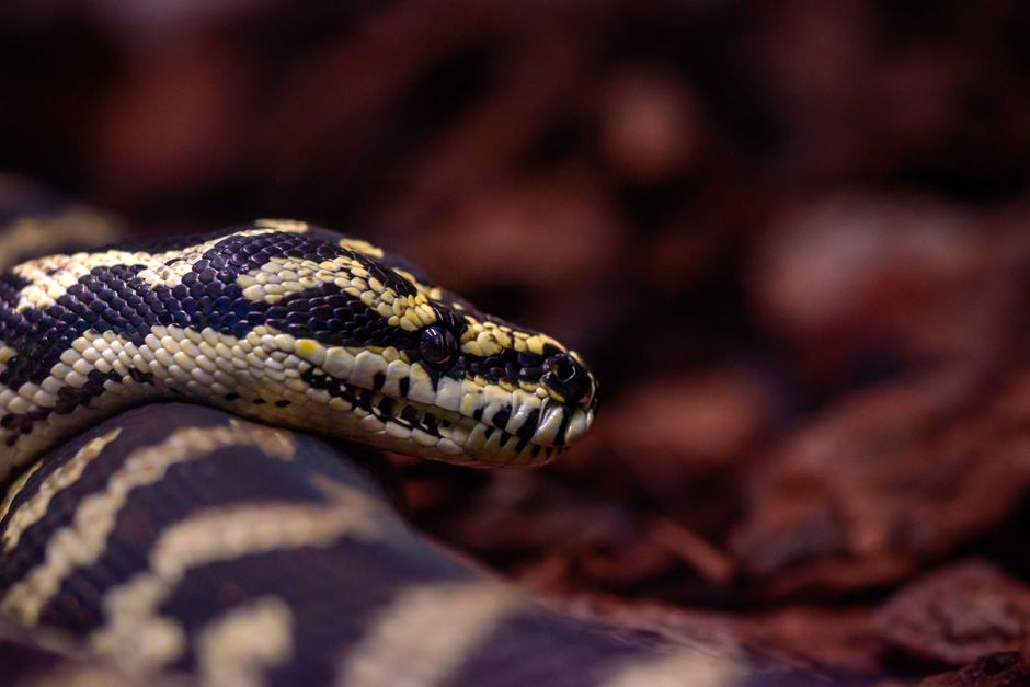 webhook server python