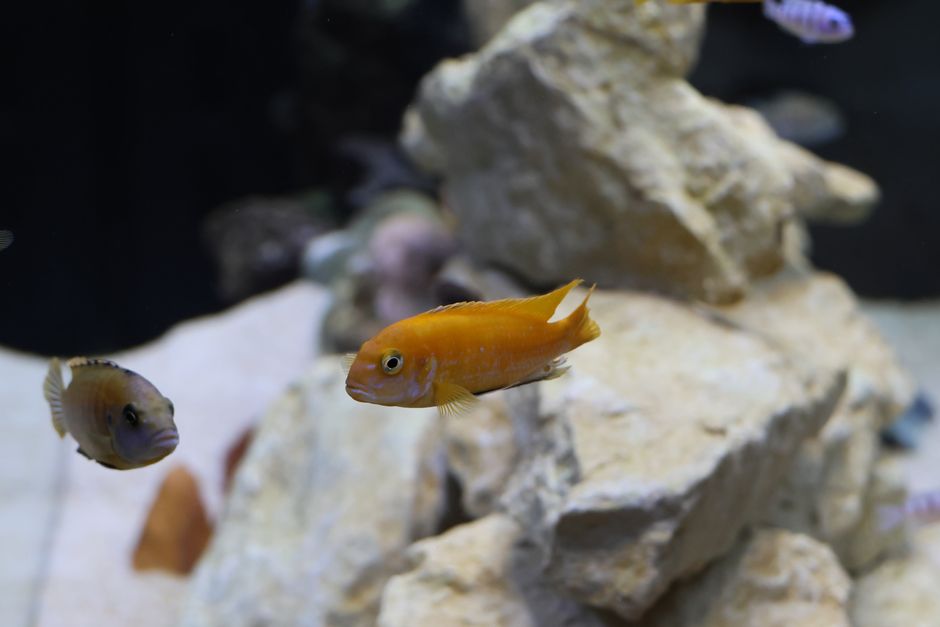 aquarium water temperature