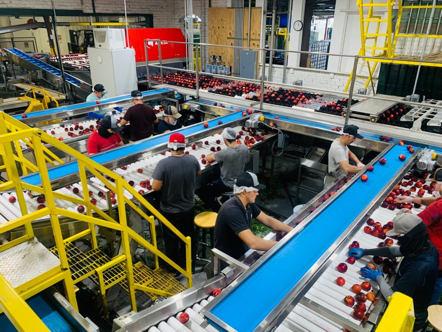conveyor belt sorting